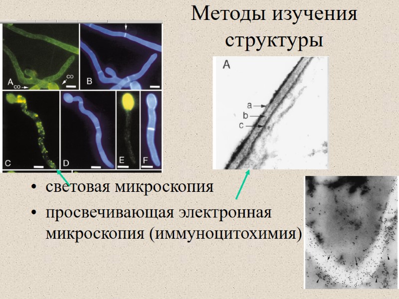 Методы изучения структуры световая микроскопия просвечивающая электронная микроскопия (иммуноцитохимия)